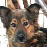 schüchterne SASCHA sucht geduldige Menschen, Hündin zur Adoption