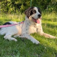 ARNO - verträglich & neugierig, Hund zur Adoption