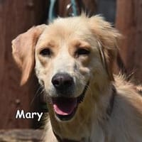 MARY, Hündin zur Adoption
