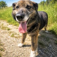 Muffin -wünscht sich ihr eigenes Zuhause, Hündin zur Adoption