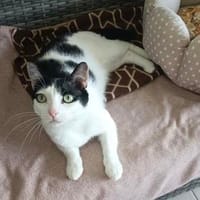 Monkey sucht mit Freigang, Kater zur Adoption