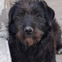 Alba 💜 sucht ihr eigenes Zuhause, Hündin zur Adoption