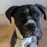 Kira, Hündin zur Adoption