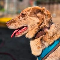 Wilma, Hündin zur Adoption