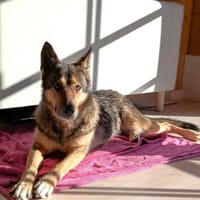 Schmusehündin Kira aus dem Tierschutz bei München!, Hündin zur Adoption