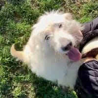 Chiara, Hündin zur Adoption