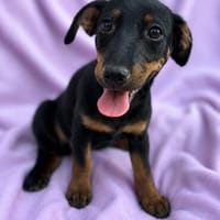 Cola-kleine Welpin, 4 Monate alt sucht eine Familie, Hündin zur Adoption