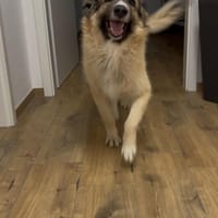 Lustiger Scooby, Hund zur Adoption