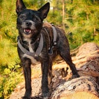 Gesprächige Hayley wartet in 27245 Kirchdorf., Hündin zur Adoption