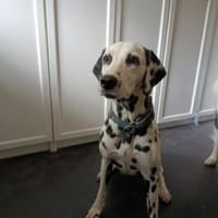 Millie sucht ein erfahrenes Zuhause, Hündin zur Adoption