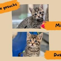 Milo u. Dusty, Kater zur Adoption