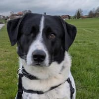 Mosel sucht Familie, Hund zur Adoption
