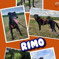menschenbezogener Rimo auf PS 86637, Hund zur Adoption
