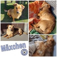 MÄXCHEN * sieht mit dem Herzen, Hund zur Adoption