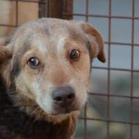 Liebenwerter Senior Csezar 72510 in Stetten am kalten Markt, Hund zur Adoption