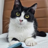 Mochi Verschmuster Maskenkater sucht  gechillte Familie, Kater zur Adoption