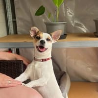 Die kleine Lizzy sucht ein Zuhause, Hündin zur Adoption