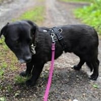 Bodo-kleiner Angsthase sucht Sicherheit, Hund zur Adoption