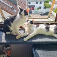 Binx & Zeus - Verspieltes Katzenpärchen, Kater zur Adoption