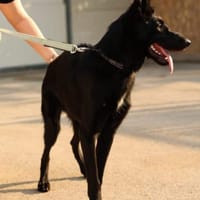 Schäferhundmix Gala, Hündin zur Adoption