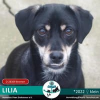 LILIA - 2022 auf PS in 28309 Bremen, Hündin zur Adoption