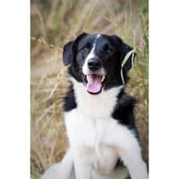 Lauser - wartet in 65321 Heidenrod, Hund zur Adoption