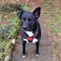 BANDY - verschmust & verspielt, Hund zur Adoption