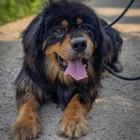 Arco, Hund zur Adoption