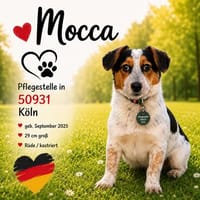 Mocca - liebenswert & verschmust, Hund zur Adoption