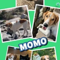 sensibler Rüde Momo auf PS in München, Hund zur Adoption