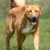 HSH-Mix ♥ SUVI ♥ wartet bereits in 25779 Hennstedt auf Euch, Hündin zur Adoption