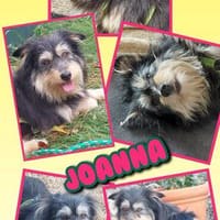 hübsche kleine Joanna auf PS in 91278, Hündin zur Adoption