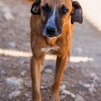 Sanfter Rüde Amigo erwartet dich schon in 74749 Rosenberg, Hund zur Adoption