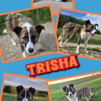 sensible Trisha auf PS in 86637, Hündin zur Adoption