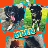 sportlicher Aiden auf PS in 80999, Hund zur Adoption