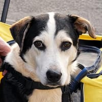 Lotos - ein Gentleman auf leisen Pfoten, Hund zur Adoption
