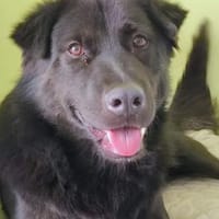 Finlay- charmanter Charakterhund für Liebhaber, Hund zur Adoption