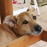 Kessi💕wartet in 23617 Stockelsdorf, Hündin zur Adoption