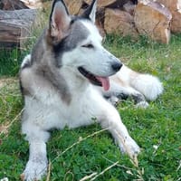 ARYA-WARTET AUF IHR HAPPY END, Hündin zur Adoption