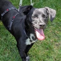 Fee💕wartet in 39646 Oebisfelde, Hündin zur Adoption