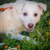 Wunderschöner Scooby, Hund zur Adoption