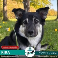 Kira - 2025 auf PS in 89344 Aislingen, Hündin zur Adoption