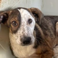 Bradley💕ab 01.08.2026 auf PS in 45239 Essen, Hund zur Adoption