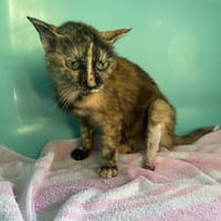 MINETTE, chatte à adopter