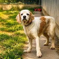 HOPE, chienne à adopter
