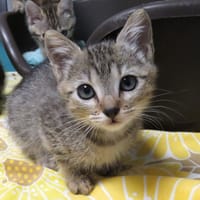 SARA, chatte à adopter