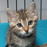 SELIA, chatte à adopter