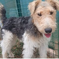 Winston, chien à adopter