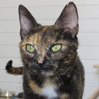 MELIA, chatte à adopter