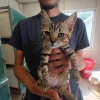 Cacahuète, chatte à adopter